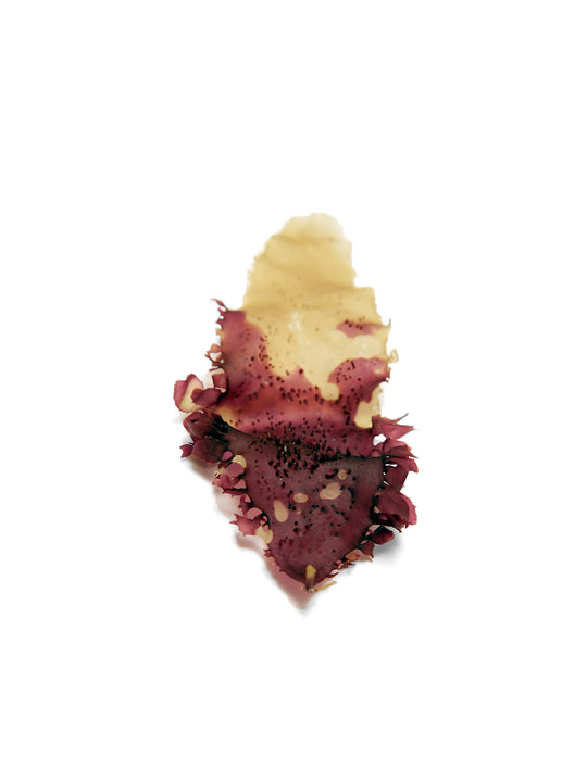 Dulse
